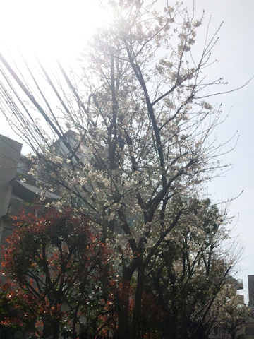 ebisu_sakura.jpg